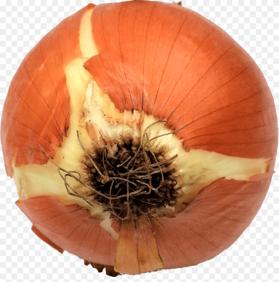 Onion, Food, Produce, Plant, Vegetable Png