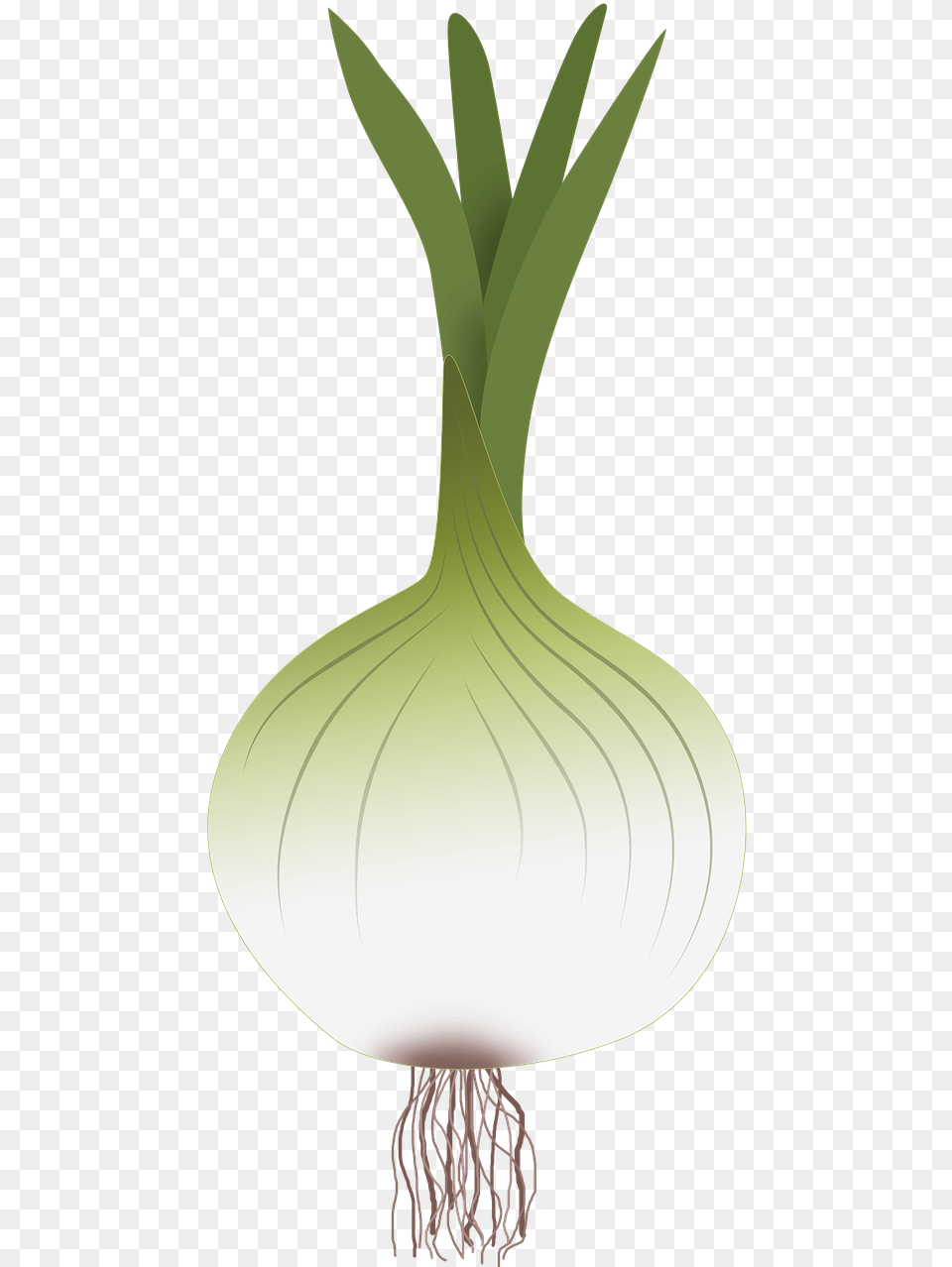 Onion, Food, Produce Free Transparent Png