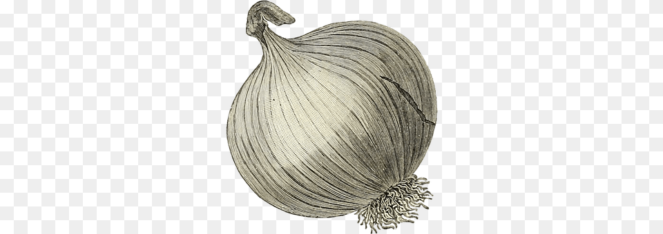 Onion Food, Produce, Garlic, Plant Png Image