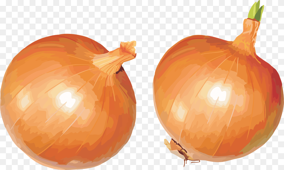 Onion, Food, Plant, Produce, Vegetable Png