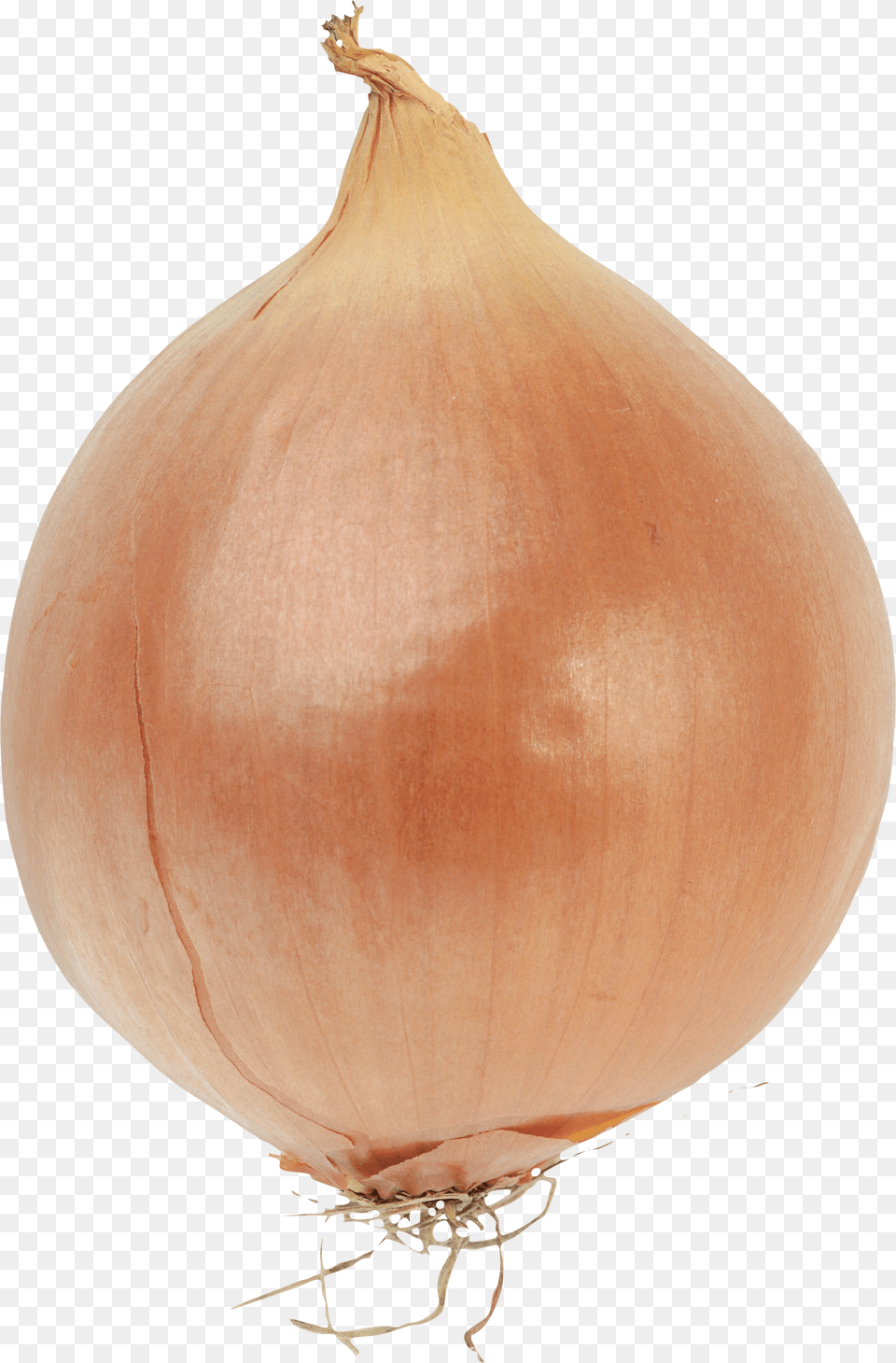 Onion, Food, Plant, Produce, Vegetable Png