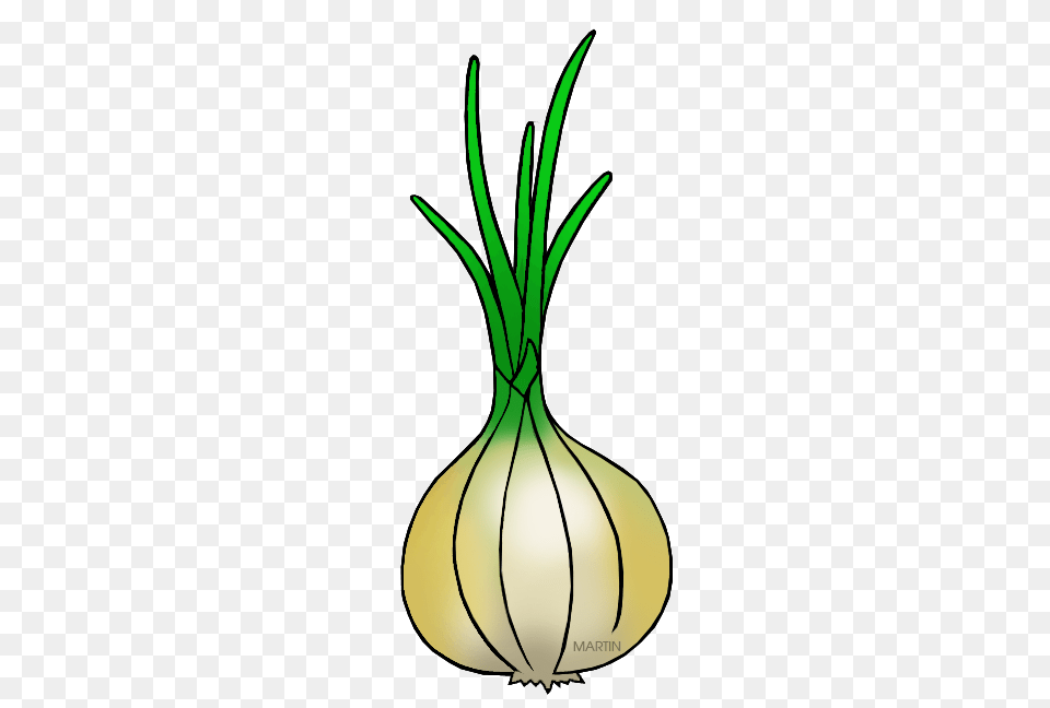 Onion Bulbs Clipart, Food, Produce, Adult, Female Free Transparent Png