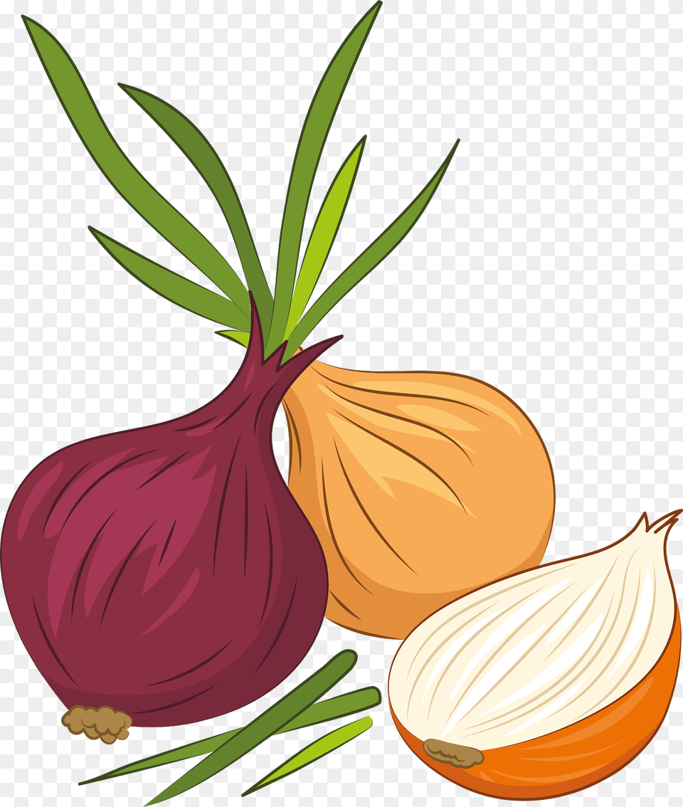 Onion Clipart, Food, Produce, Plant, Vegetable Png