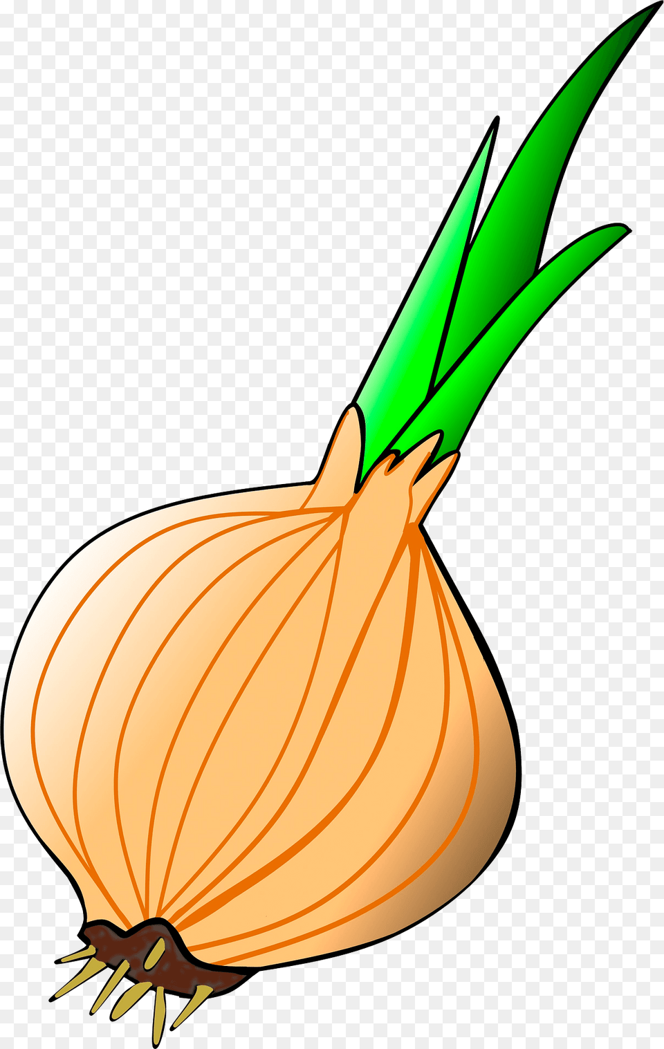 Onion Clipart, Food, Produce, Plant, Vegetable Free Png