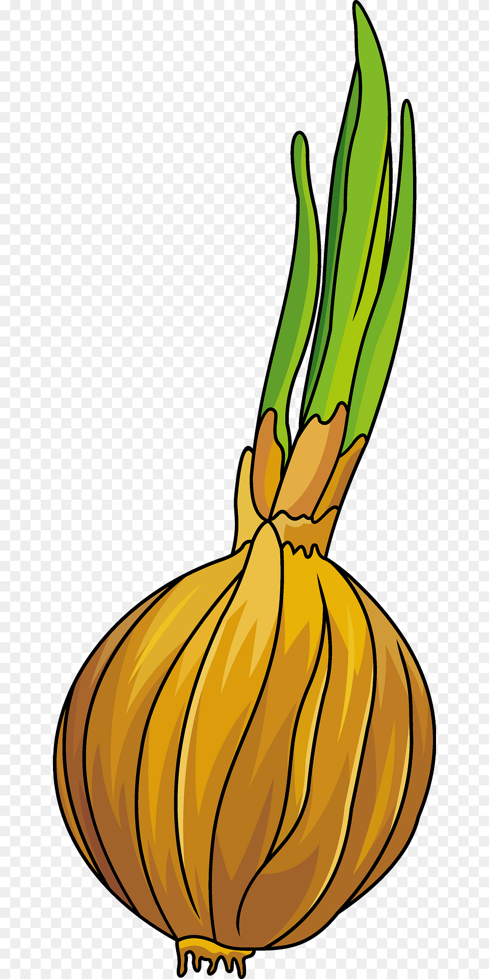 Onion Clipart, Food, Produce Free Png Download