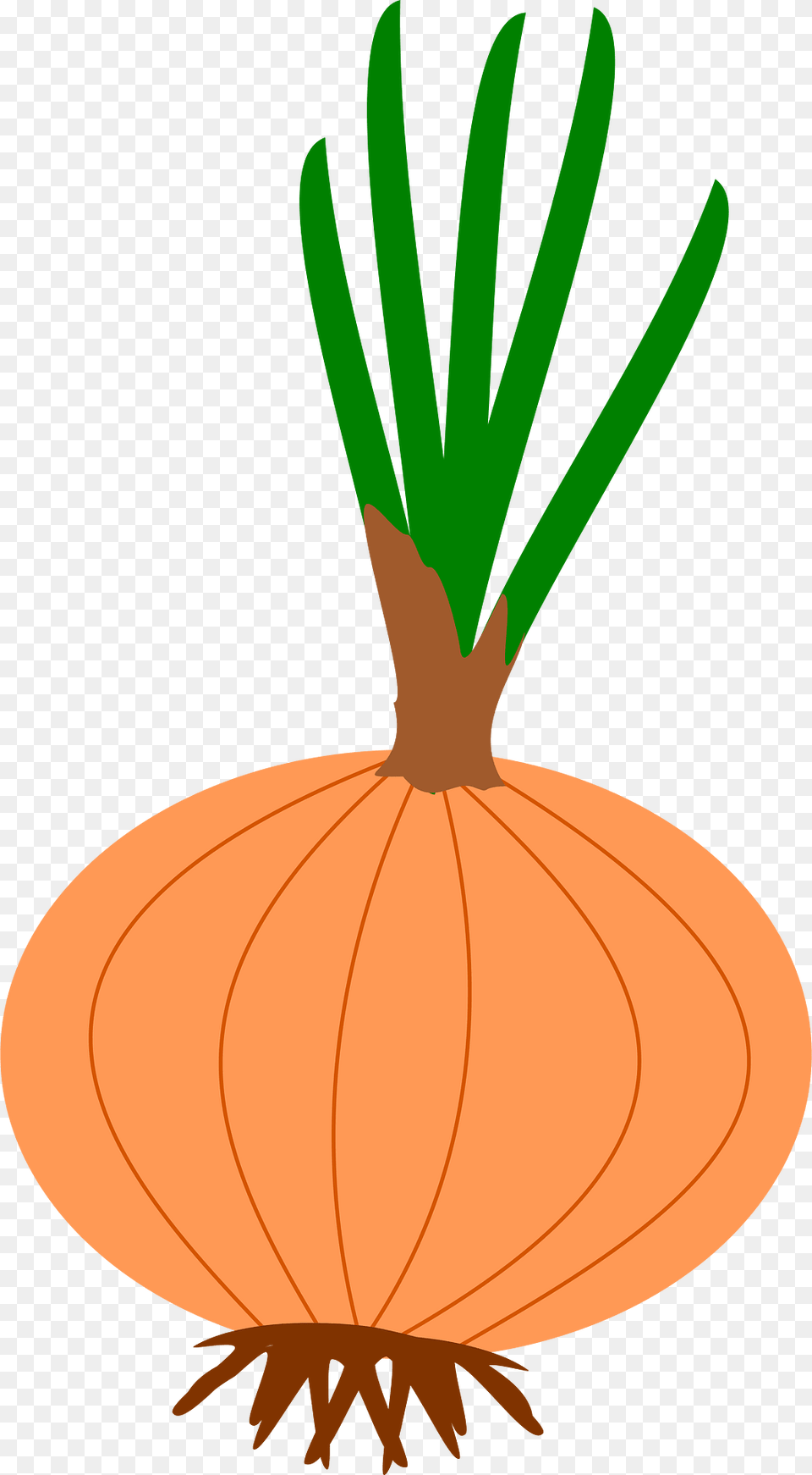 Onion Clipart, Food, Produce Png