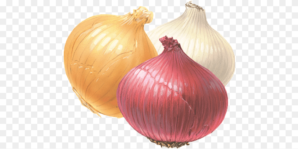 Onion Clipart Onion White And Red, Food, Produce, Plant, Vegetable Free Png