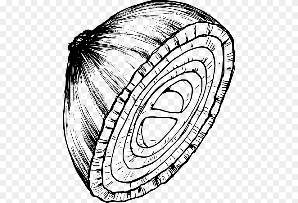 Onion Drawing 1 Circle, Gray Png Image