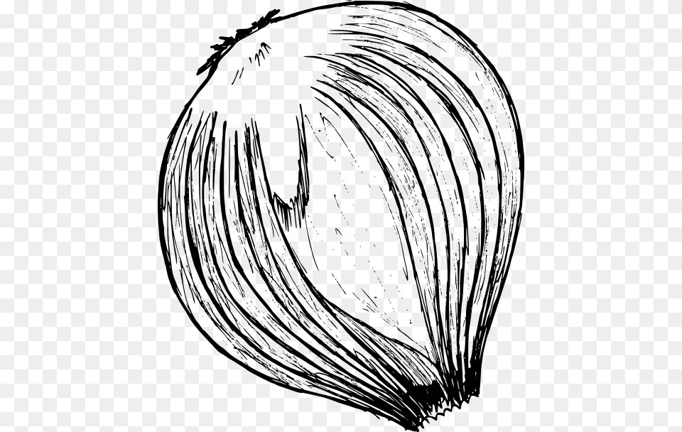 Onion Drawing 2 Sketch, Gray Png