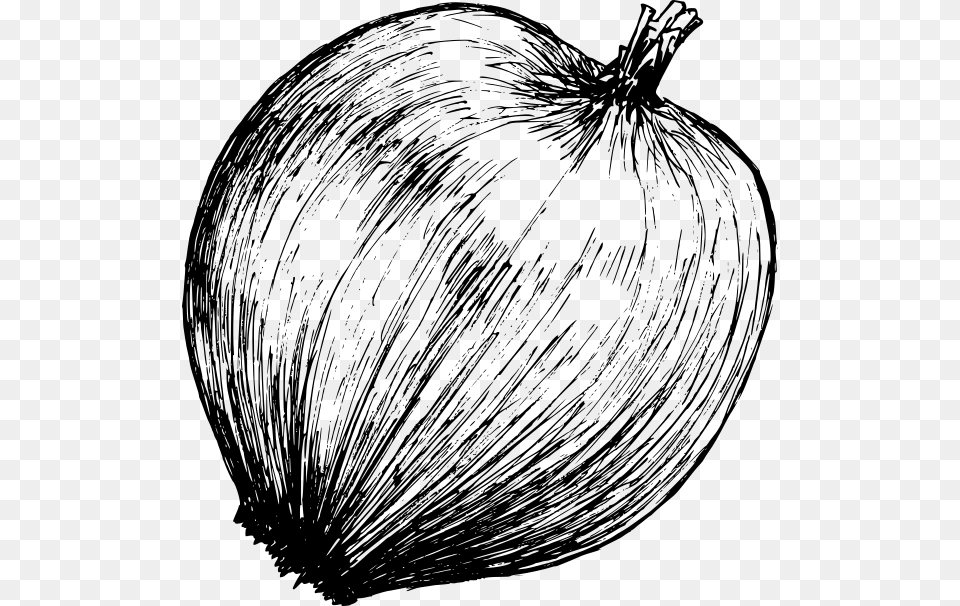 Onion Drawing 3 Vegetable, Gray Free Png