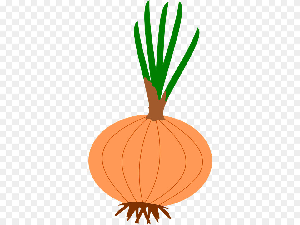 Onion Garden Flower Bulbs Vector Graphic On Pixabay, Food, Produce, Chandelier, Lamp Png Image