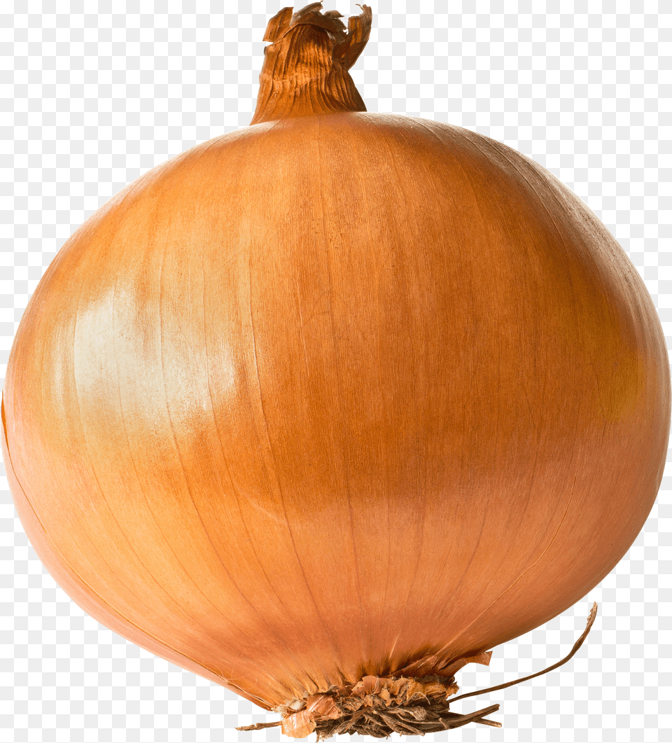 Onion Image Onion Seeds Utah Yellow Sweet Spanish Heirloom Free Png Download