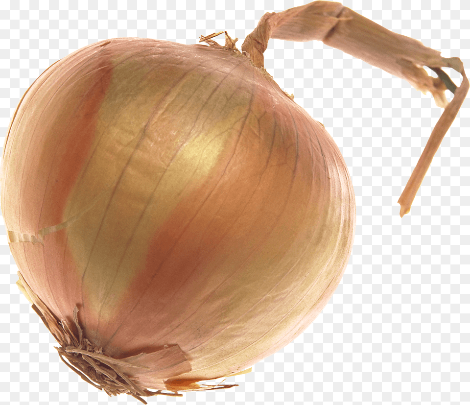 Onion Large, Food, Produce, Plant, Vegetable Png