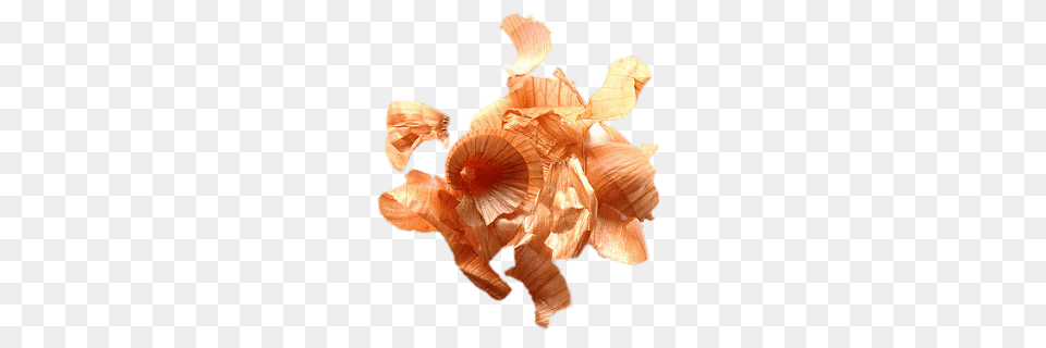 Onion Peels, Animal, Insect, Invertebrate, Food Free Transparent Png