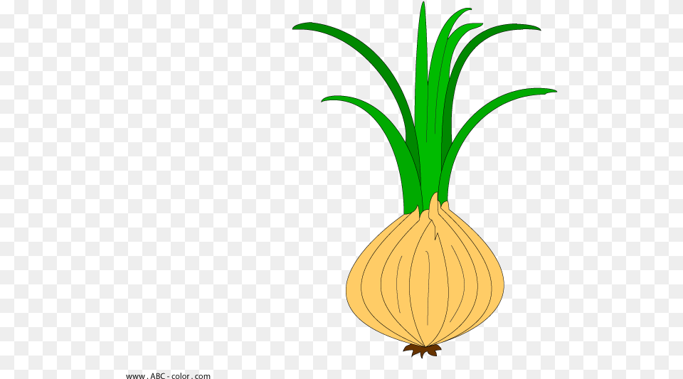Onion Plant Clipart, Food, Produce, Chandelier, Lamp Png