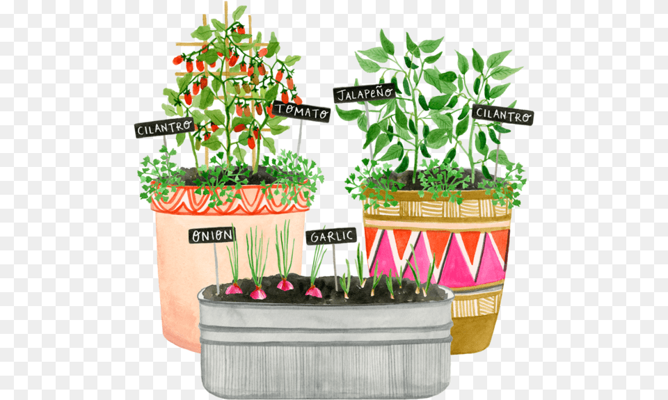 Onion Plant Flowerpot, Jar, Planter, Potted Plant, Pottery Free Png Download