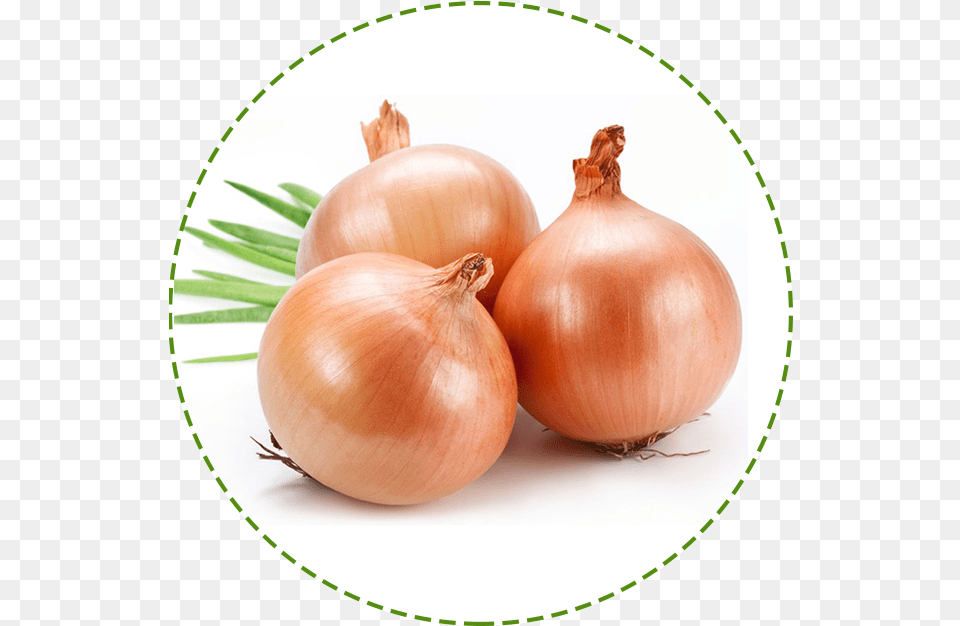 Onion Plant Onion Fruits And Crops In West Asia Onion Grow In Water, Food, Produce, Vegetable, Plate Png