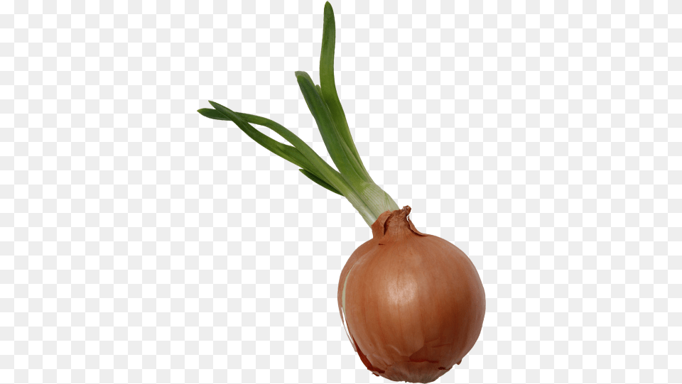 Onion Shallot, Food, Produce, Plant, Vegetable Free Transparent Png