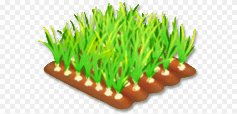 Onion Stage 3 Onion, Birthday Cake, Soil, Potted Plant, Plant Free Transparent Png