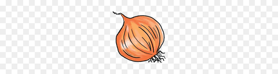 Onion Vector, Food, Produce, Plant, Vegetable Free Transparent Png