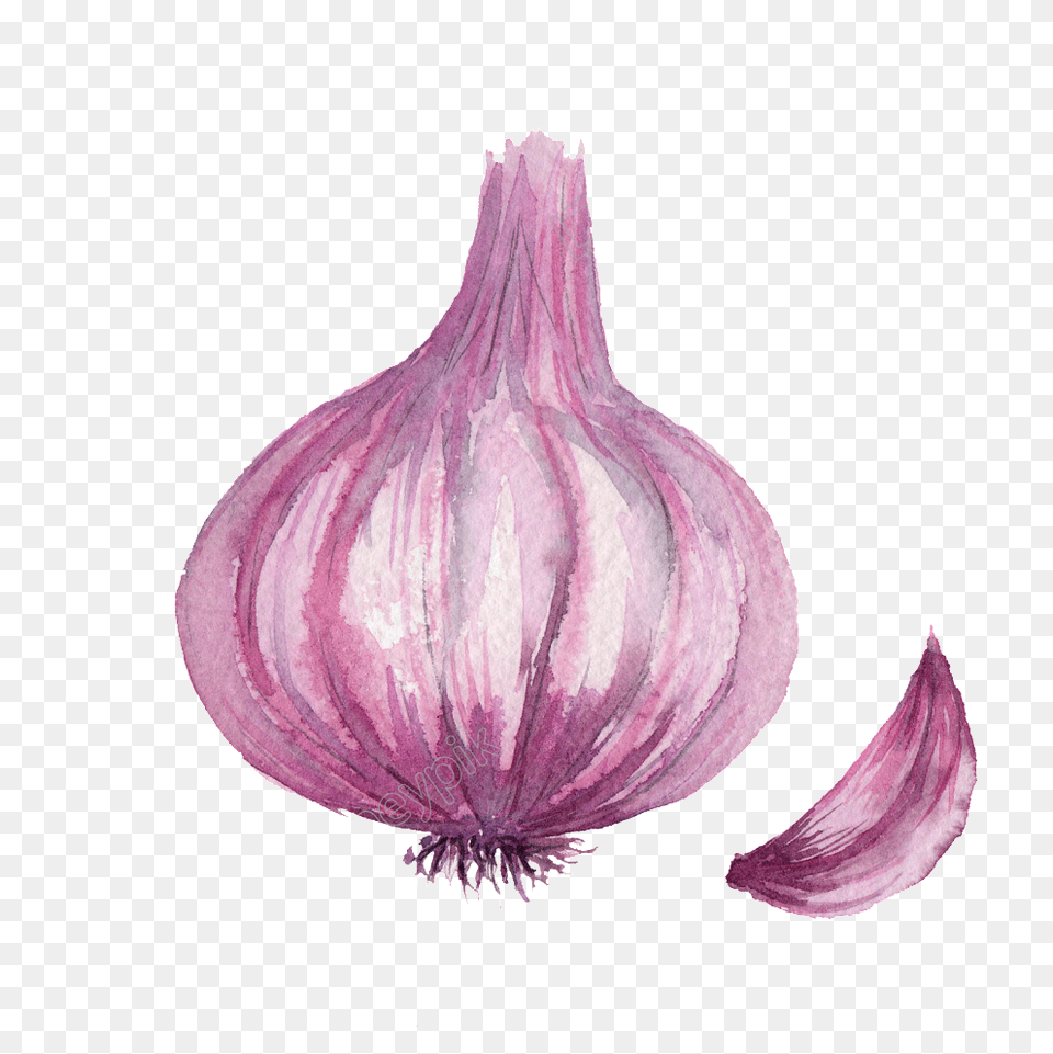 Onion Watercolor Vegetable Onion Vegetables Onion Drawing, Food, Produce, Garlic, Plant Free Transparent Png