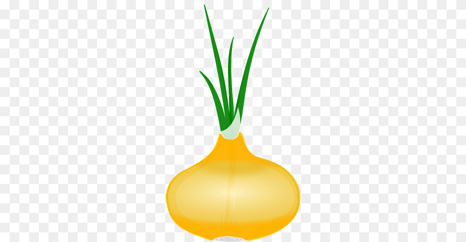 Onion With Its Leaves Vector Clip Art, Food, Produce Free Png