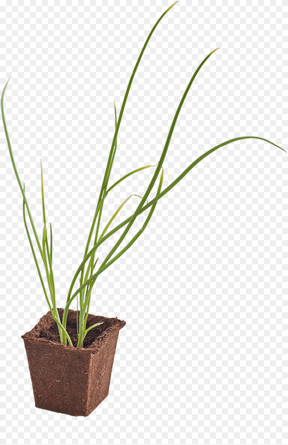 Onion Woolworths Seedling, Plant, Food, Produce, Spring Onion Free Transparent Png