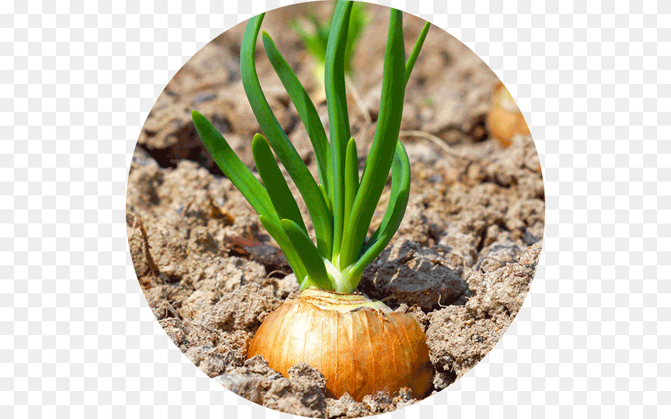 Onions Vegetable, Food, Plant, Produce Free Png