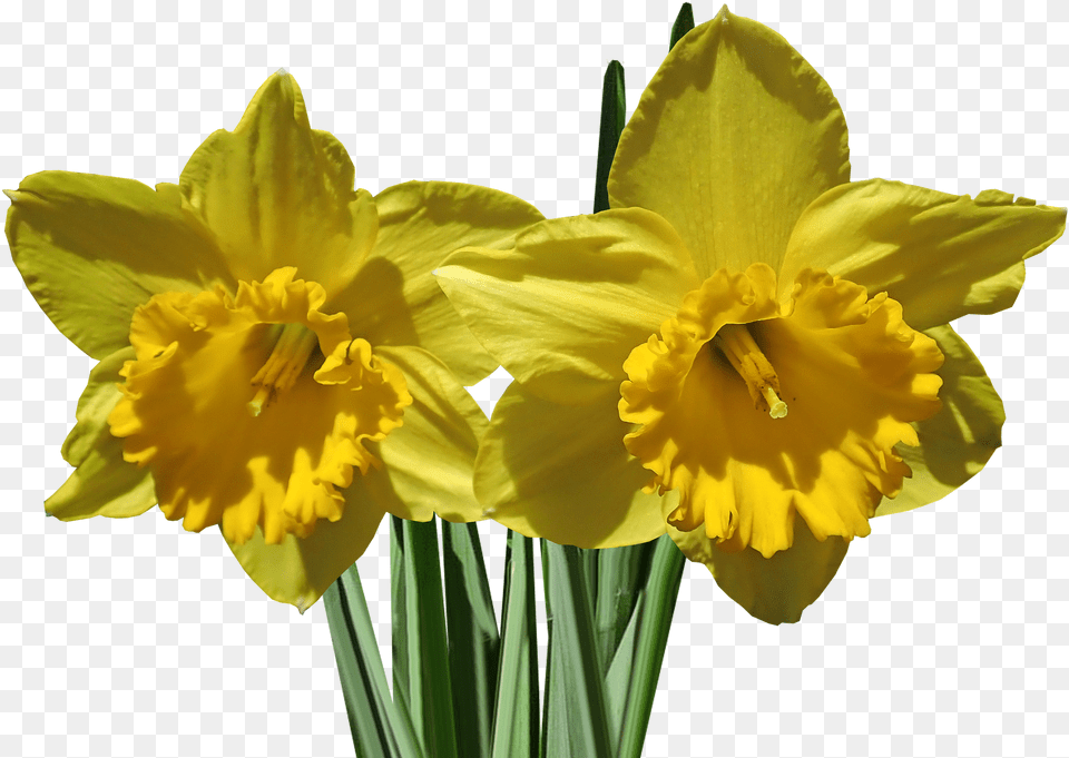 Onkile, Daffodil, Flower, Plant Free Png Download