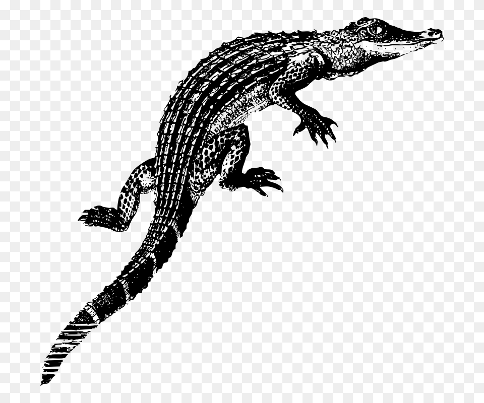Online Alligator Coloring Pages Printable Kids Colouring Pages, Gray Free Png