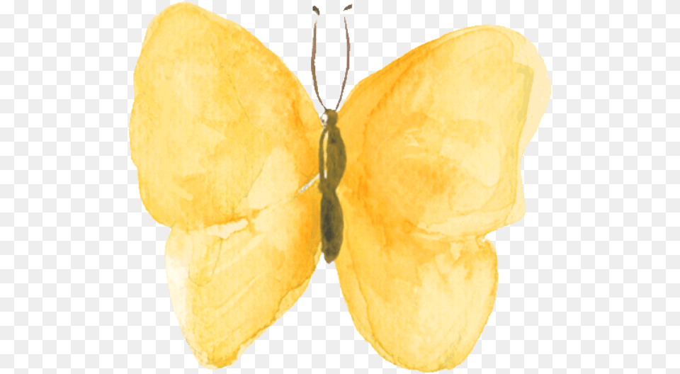 Online Butterfly Butterflies Watercolor Decoration, Flower, Petal, Plant, Animal Png