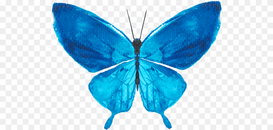 Online Butterfly Butterflies Watercolor Decoration Holly Blue, Animal, Insect, Invertebrate Png Image