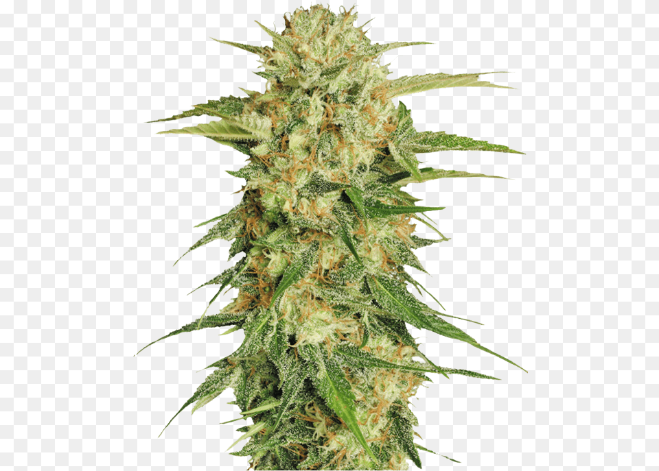 Online Marijuana Dispensary Cannabis Sativa Seed Plant, Grass, Hemp, Weed, Leaf Free Png