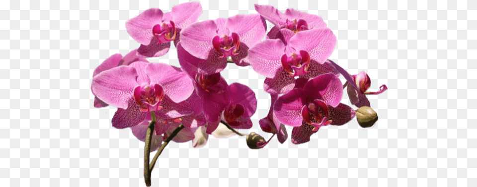 Online Plants Flowers Greens Orchids Vector For Orchids, Flower, Orchid, Plant Free Transparent Png