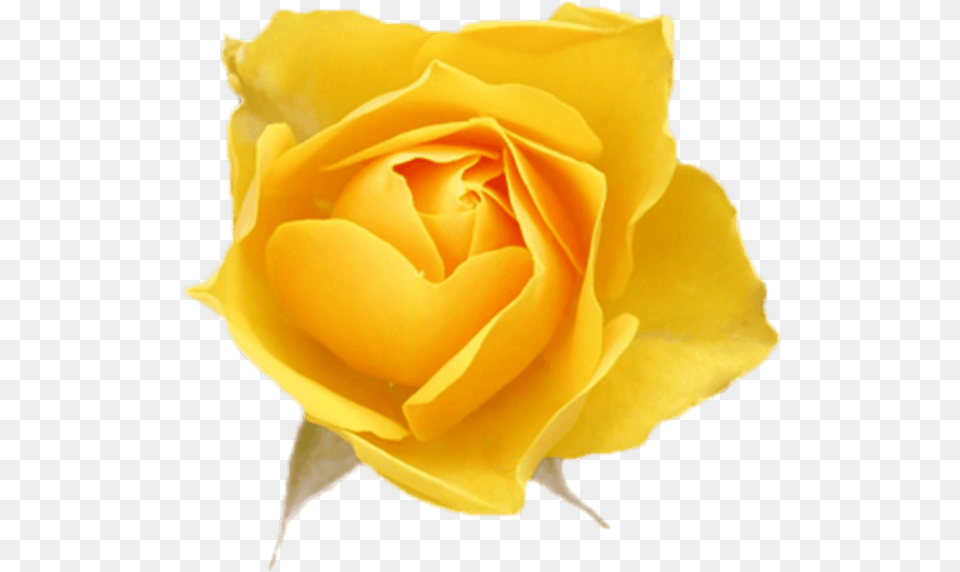 Online Rose Flowers Yellow Roses Vector For Yellow Rose Vector, Flower, Plant, Petal Free Transparent Png