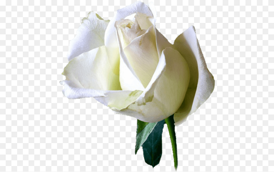 Online Rose White Roses Flowers Vector For Angelo Frasi Riposa In Pace, Flower, Plant, Petal Free Transparent Png
