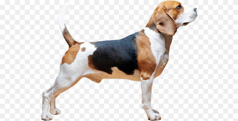 Online Shopping Download, Animal, Beagle, Canine, Dog Png Image