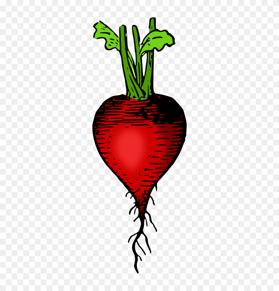 Onlinelabels Clip Art, Food, Produce, Plant, Radish Free Png