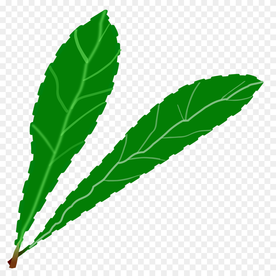 Onlinelabels Clip Art, Green, Leaf, Plant, Tree Free Transparent Png