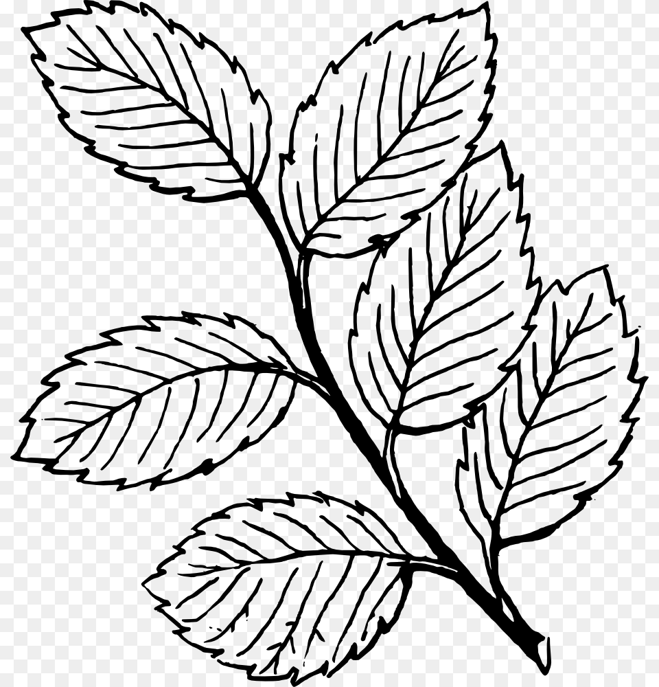 Onlinelabels Clip Art, Leaf, Plant, Drawing, Animal Free Png