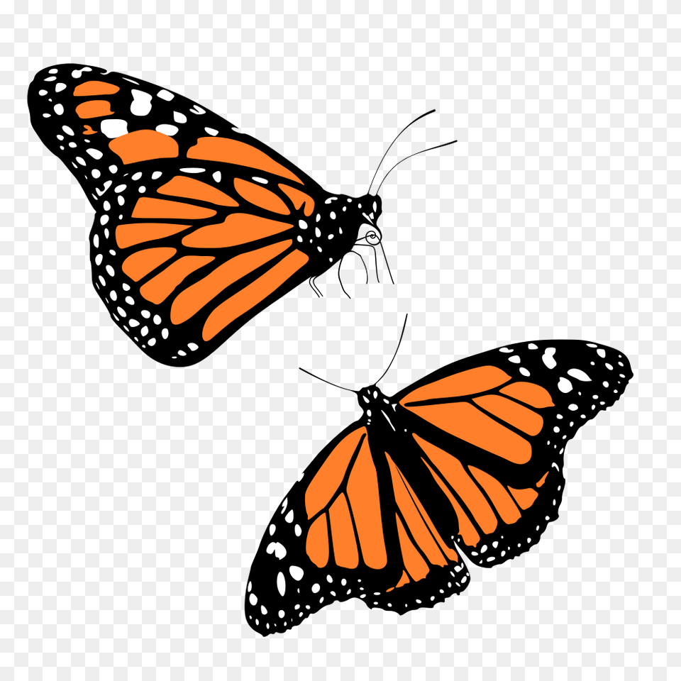 Onlinelabels Clip Art, Animal, Butterfly, Insect, Invertebrate Free Png Download