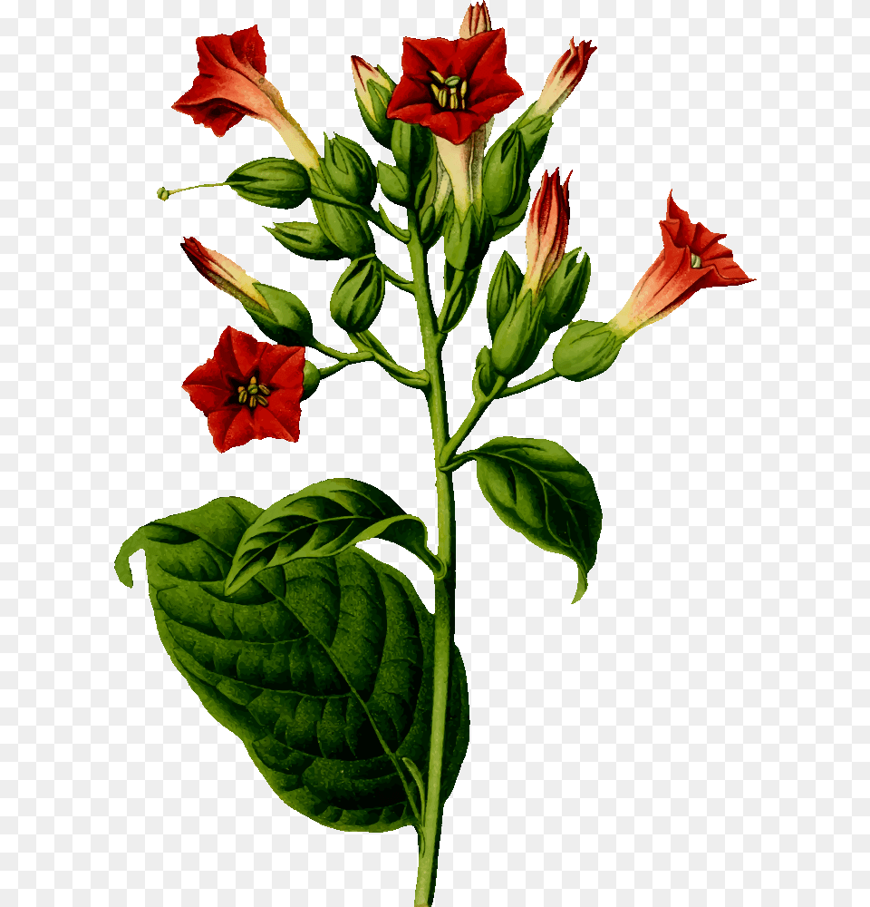 Onlinelabels Clip Art, Acanthaceae, Flower, Plant, Geranium Png Image