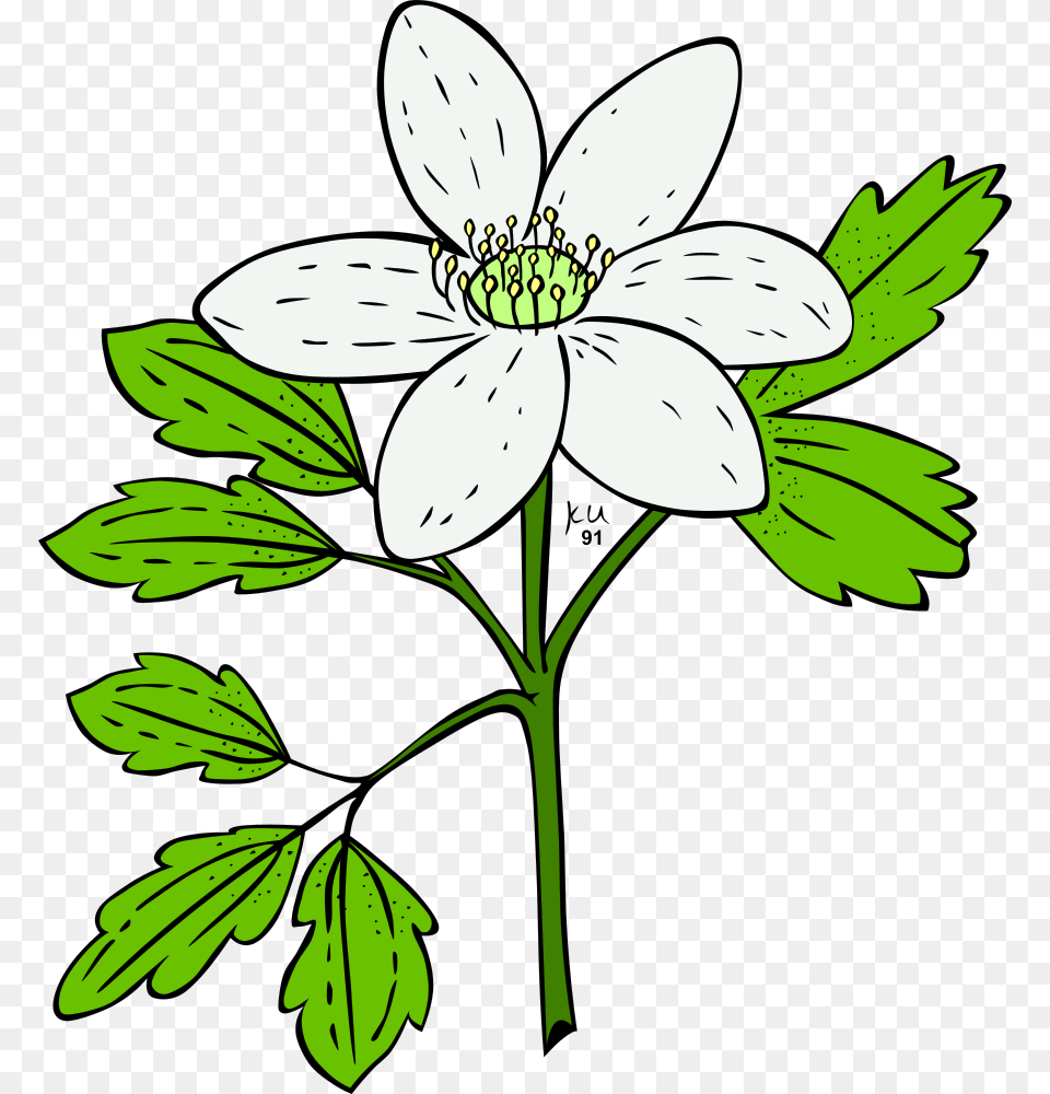 Onlinelabels Clip Art, Anemone, Flower, Plant, Anther Free Png Download