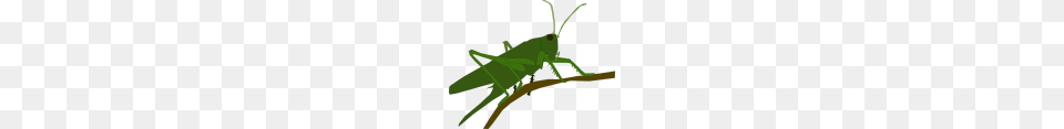 Onlinelabels Clip Art, Animal, Grasshopper, Insect, Invertebrate Free Png