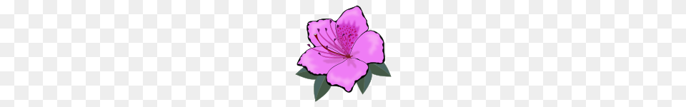 Onlinelabels Clip Art, Flower, Plant, Petal, Hibiscus Png