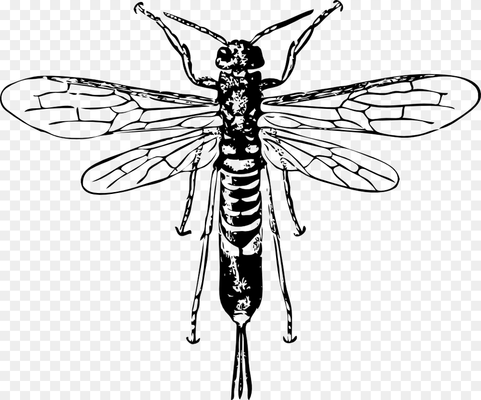 Onlinelabels Clip Art, Animal, Bee, Insect, Invertebrate Free Transparent Png