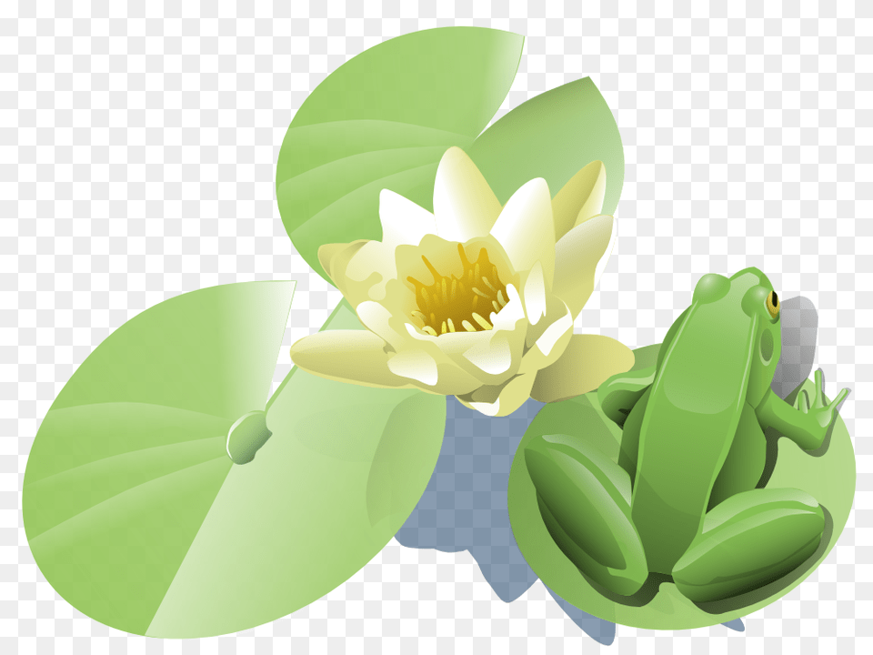 Onlinelabels Clip Art, Flower, Plant, Lily, Pond Lily Png Image