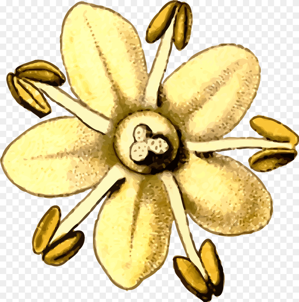 Onlinelabels Clip Art, Accessories, Anther, Flower, Plant Png Image