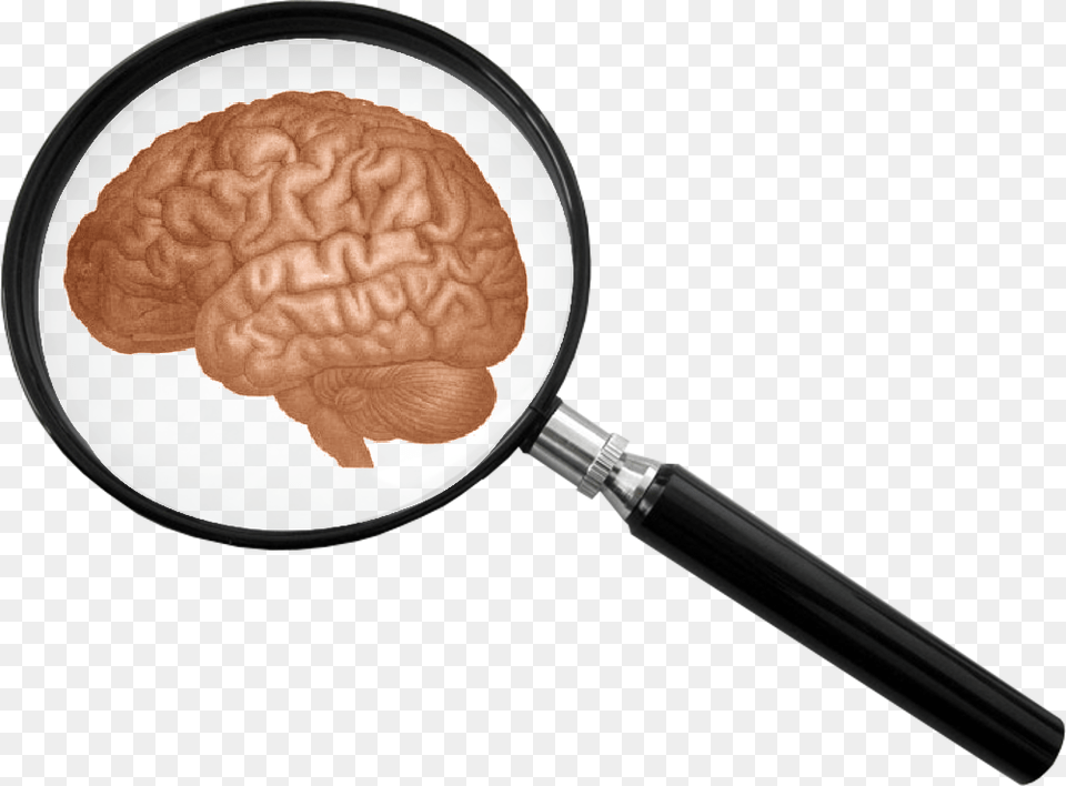 Onlinelabels Clip Art Brain And Magnifying Glass Free Png