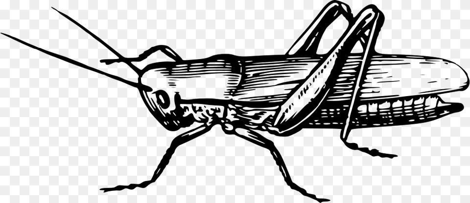 Onlinelabels Clip Art Clip Art Of Grasshopper, Gray Png Image